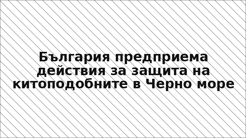 България предприема действия за защита на китоподобните в Черно море
