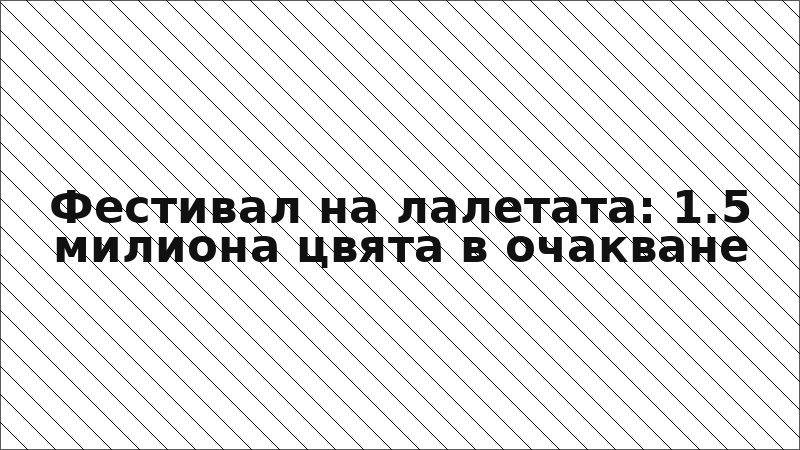 Фестивал на лалетата: 1.5 милиона цвята в очакване