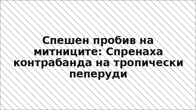 Спешен пробив на митниците: Спренаха контрабанда на тропически пеперуди