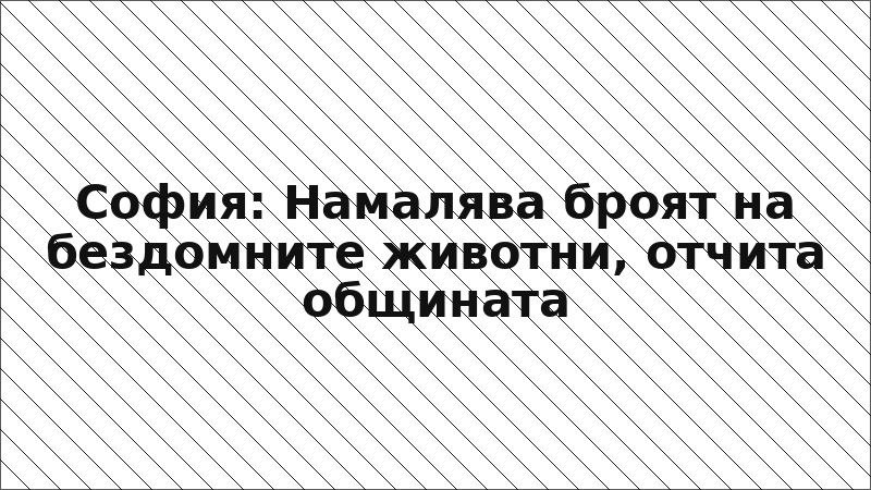 София: Намалява броят на бездомните животни, отчита общината