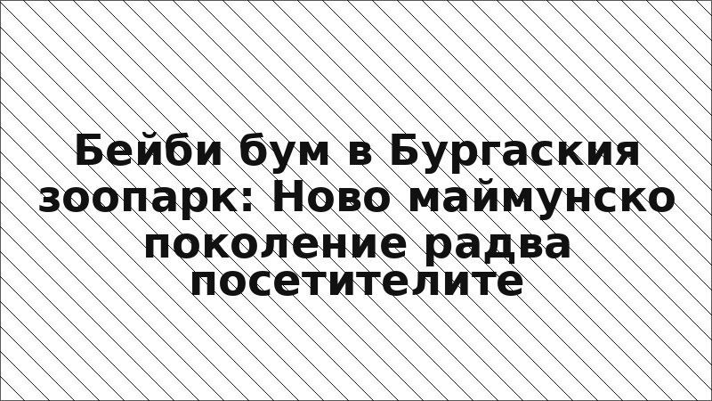 Бейби бум в Бургаския зоопарк: Ново маймунско поколение радва посетителите