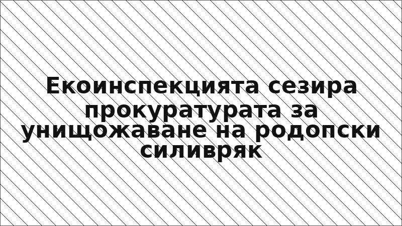 Екоинспекцията сезира прокуратурата за унищожаване на родопски силивряк