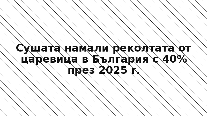 Сушата намали реколтата от царевица в България с 40% през 2025 г.