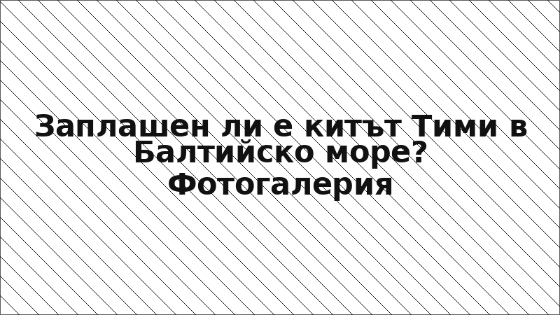 Заплашен ли е китът Тими в Балтийско море? Фотогалерия