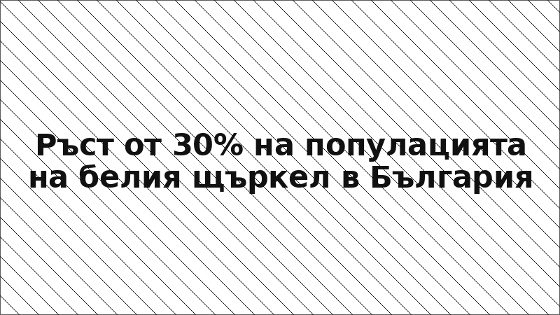 Ръст от 30% на популацията на белия щъркел в България
