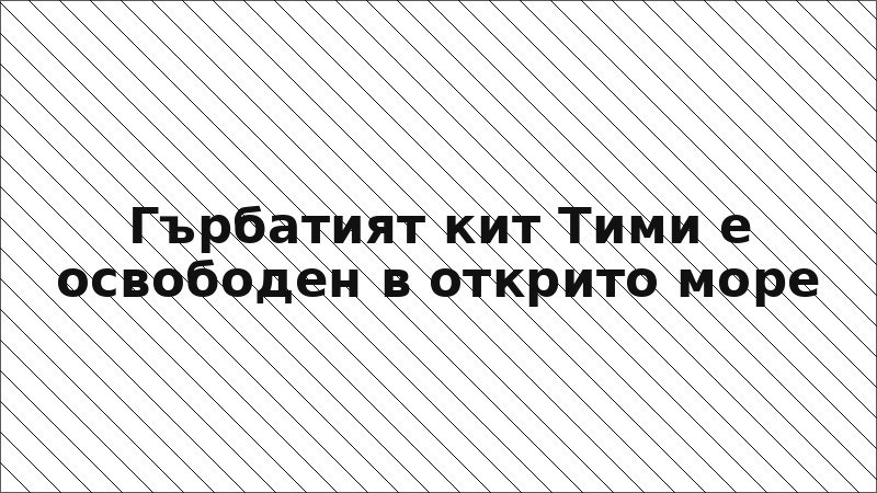 Гърбатият кит Тими е освободен в открито море