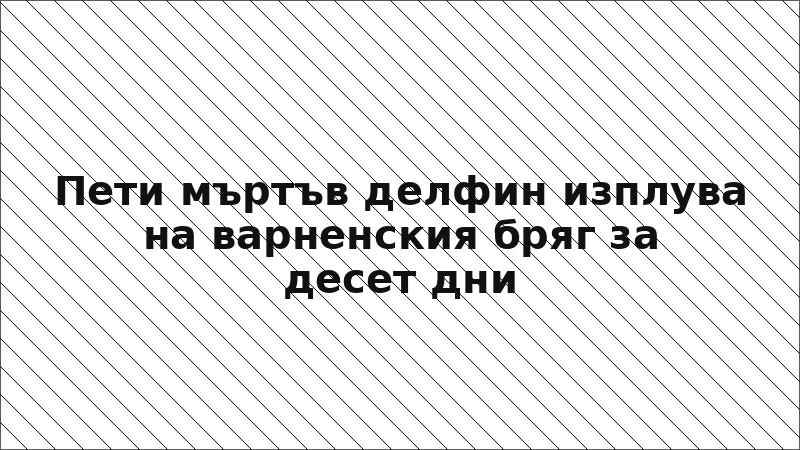 Пети мъртъв делфин изплува на варненския бряг за десет дни