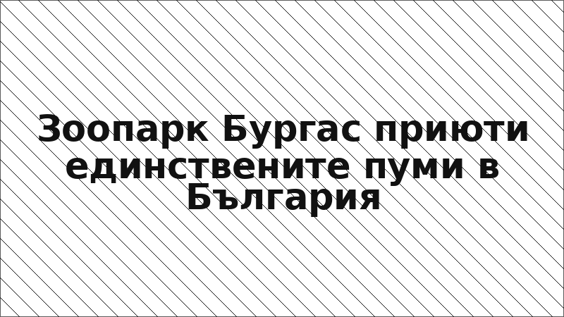 Зоопарк Бургас приюти единствените пуми в България