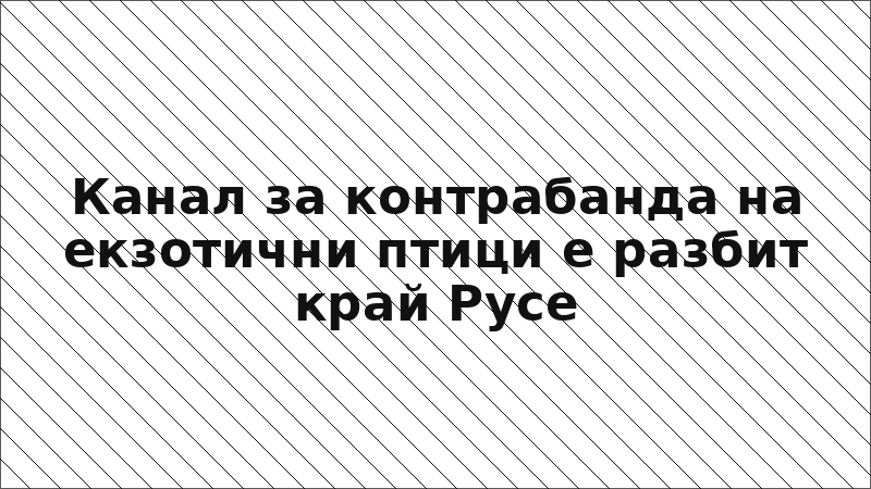 Канал за контрабанда на екзотични птици е разбит край Русе
