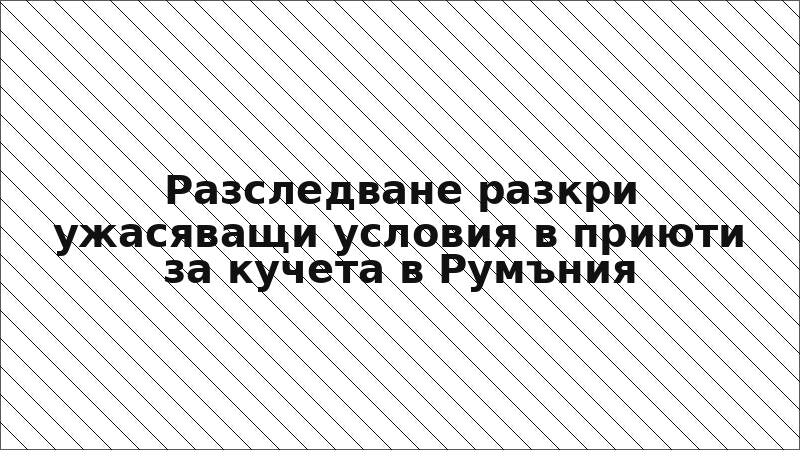 Разследване разкри ужасяващи условия в приюти за кучета в Румъния