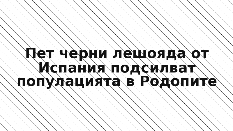 Пет черни лешояда от Испания подсилват популацията в Родопите