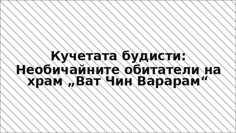 Кучетата будисти: Необичайните обитатели на храм „Ват Чин Варарам“