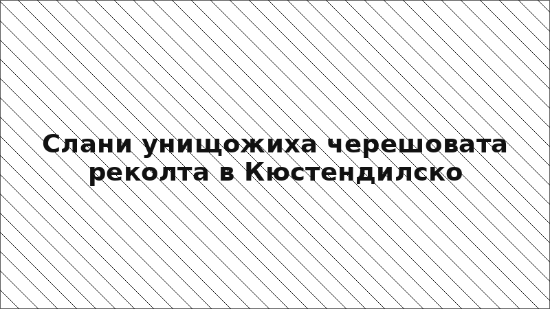 Слани унищожиха черешовата реколта в Кюстендилско