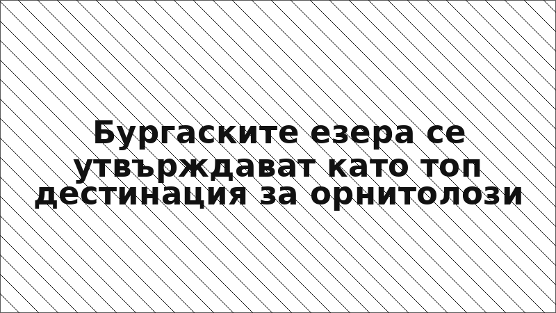 Бургаските езера се утвърждават като топ дестинация за орнитолози