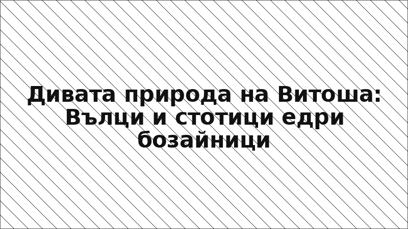 Дивата природа на Витоша: Вълци и стотици едри бозайници