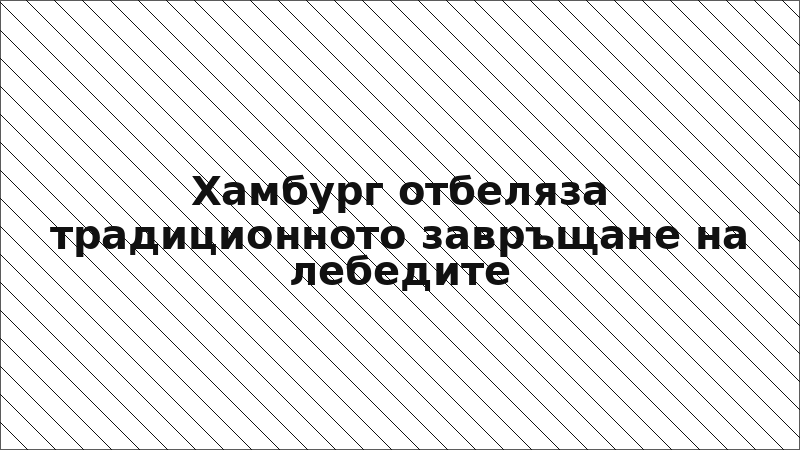Хамбург отбеляза традиционното завръщане на лебедите