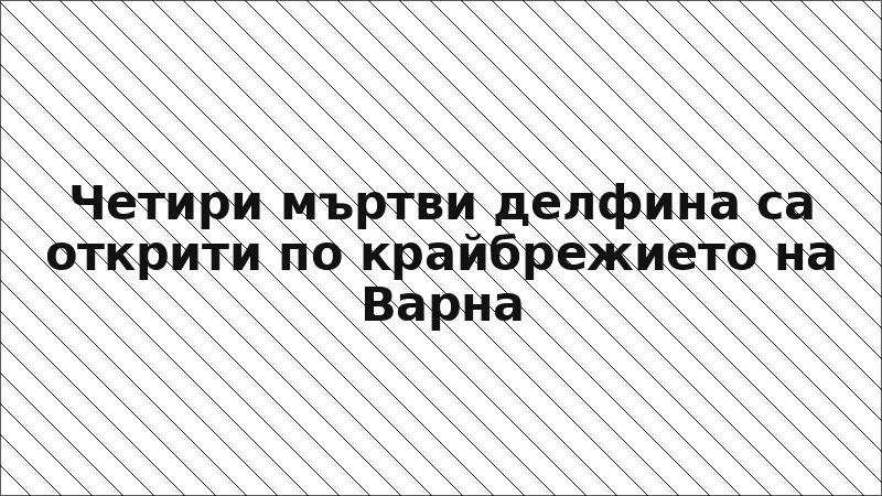 Четири мъртви делфина са открити по крайбрежието на Варна