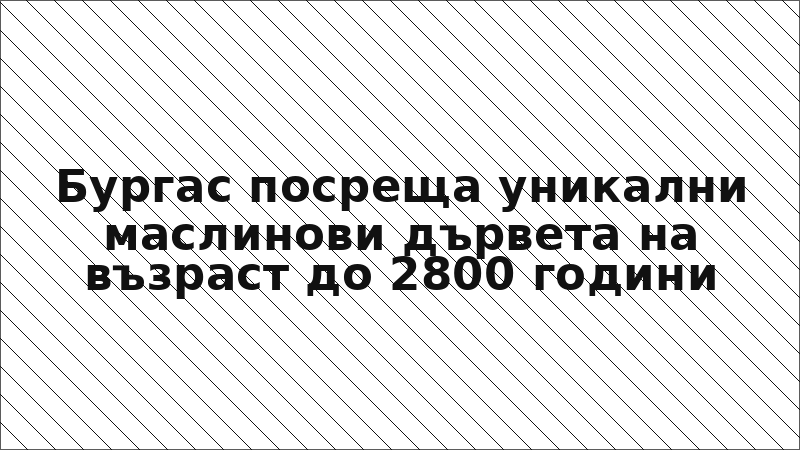 Бургас посреща уникални маслинови дървета на възраст до 2800 години