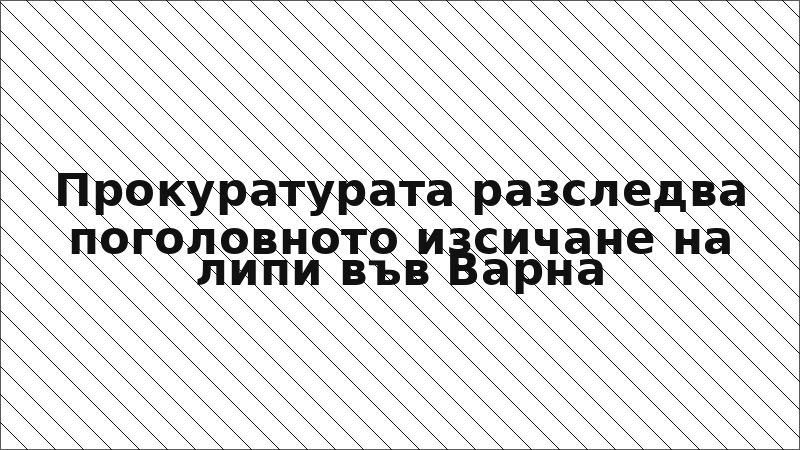 Прокуратурата разследва поголовното изсичане на липи във Варна