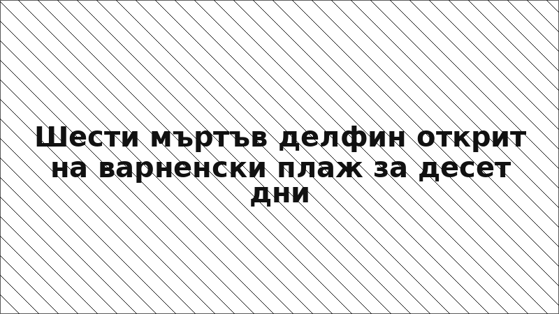 Шести мъртъв делфин открит на варненски плаж за десет дни