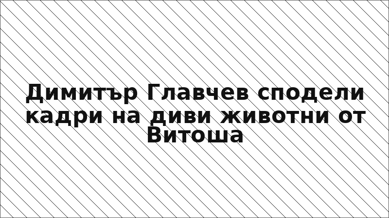 Димитър Главчев сподели кадри на диви животни от Витоша