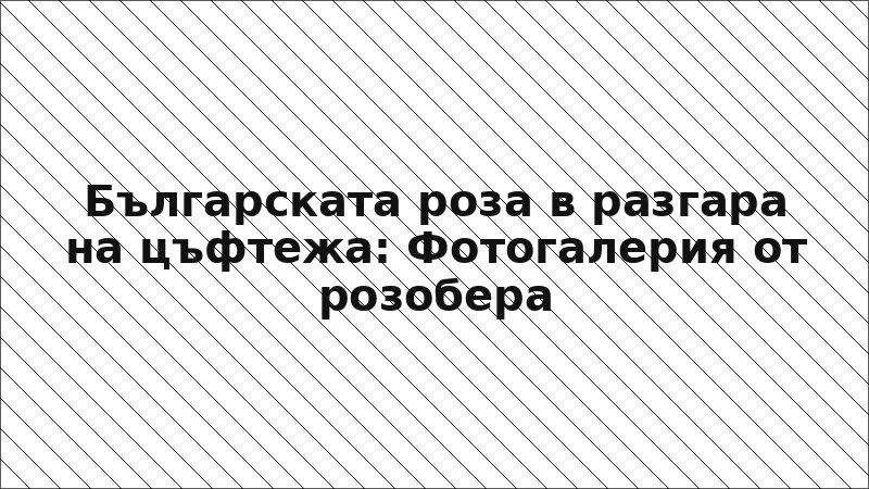 Българската роза в разгара на цъфтежа: Фотогалерия от розобера