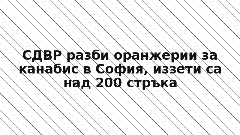 СДВР разби оранжерии за канабис в София, иззети са над 200 стръка