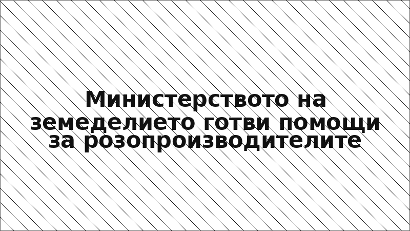 Министерството на земеделието готви помощи за розопроизводителите