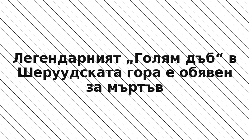 Легендарният „Голям дъб“ в Шеруудската гора е обявен за мъртъв