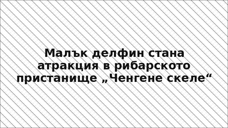 Малък делфин стана атракция в рибарското пристанище „Ченгене скеле“