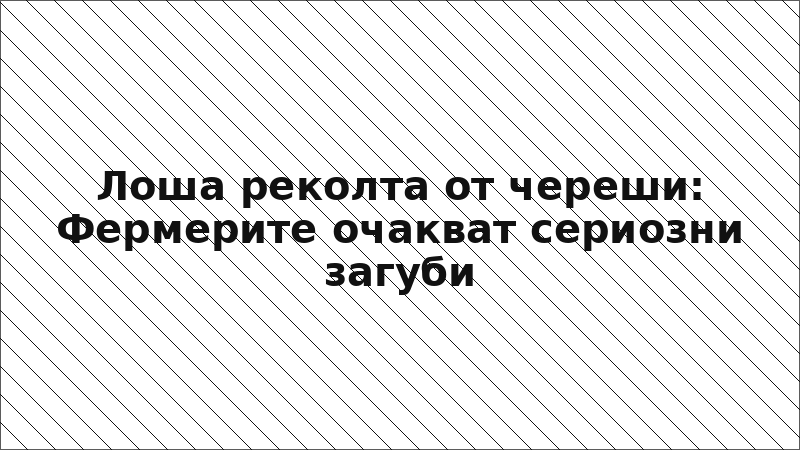 Лоша реколта от череши: Фермерите очакват сериозни загуби