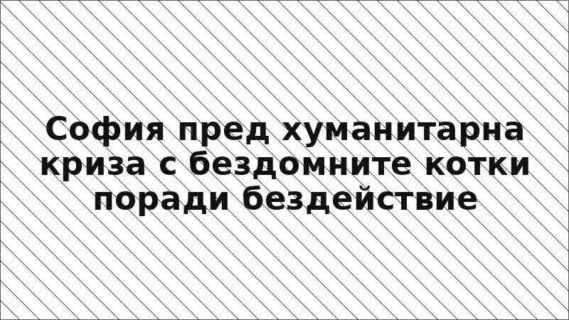 София пред хуманитарна криза с бездомните котки поради бездействие