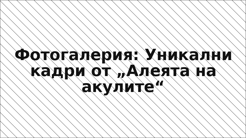 Фотогалерия: Уникални кадри от „Алеята на акулите“