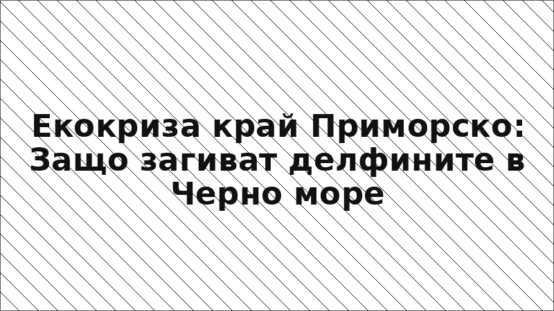 Екокриза край Приморско: Защо загиват делфините в Черно море