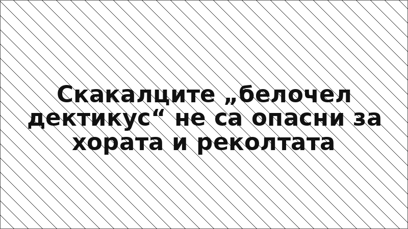 Скакалците „белочел дектикус“ не са опасни за хората и реколтата