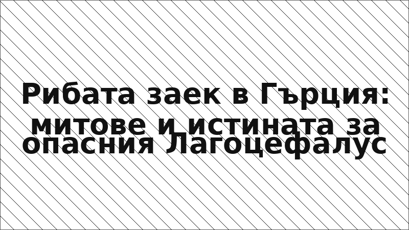 Рибата заек в Гърция: митове и истината за опасния Лагоцефалус