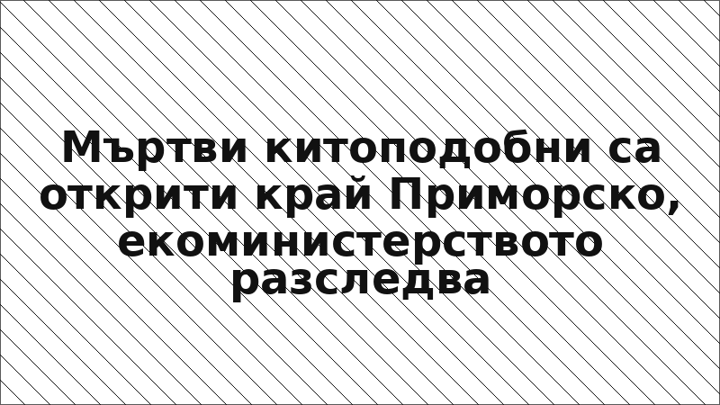 Мъртви китоподобни са открити край Приморско, екоминистерството разследва