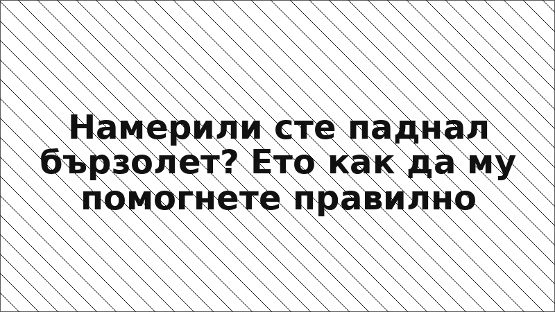 Намерили сте паднал бързолет? Ето как да му помогнете правилно