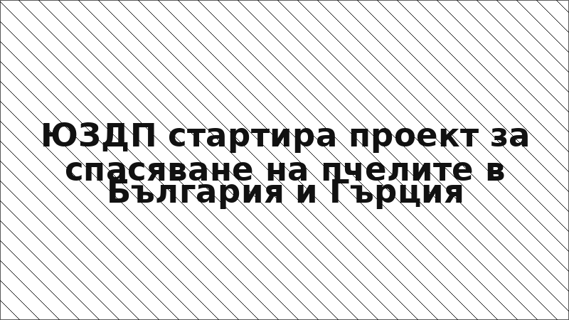 ЮЗДП стартира проект за спасяване на пчелите в България и Гърция