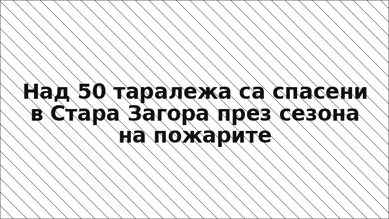 Над 50 таралежа са спасени в Стара Загора през сезона на пожарите