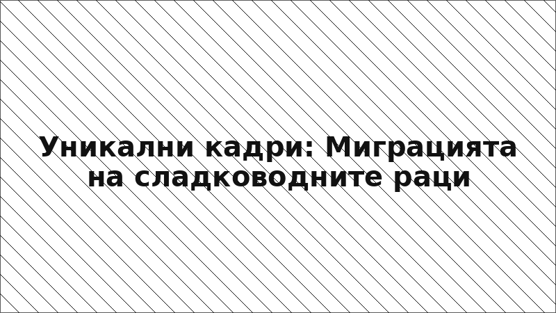 Уникални кадри: Миграцията на сладководните раци