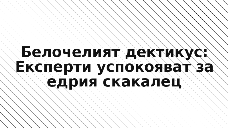 Белочелият дектикус: Експерти успокояват за едрия скакалец